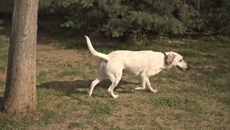 Dog-Resting,-Playing,-Running-in-the-park