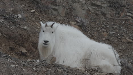 Bergziege-Mit-Wolligem-Weißen-Fell-Im-Yukon,-Kanada