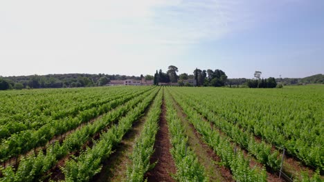 Antena-Sobre-El-Hermoso-Campo-De-Viñedos-En-Lecrès,-Francia