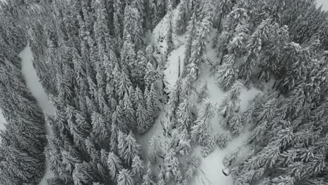 Idaho-wilderness-with-snow-covered-trees-in-snowfall,-USA