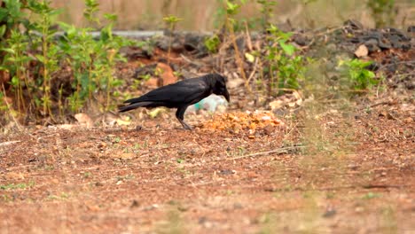 black-crow-eating-closeup-view