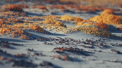 Der-Sandstrand-Ist-Mit-Trockenem-Seegras-Und-Bunten,-Sukkulentenähnlichen-Miniaturpflanzen-Bedeckt
