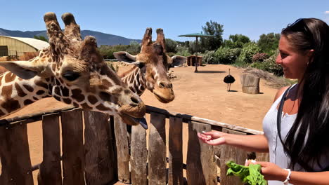 Woman-Feeding-Giraffes---Close-Interaction-with-Wildlife-at-a-Zoo