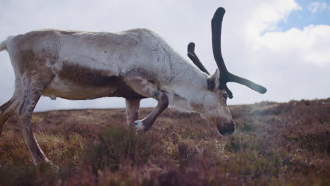 Big-male-Reindeer-grazing-on-a-mountain,-showing-velvet-antlers