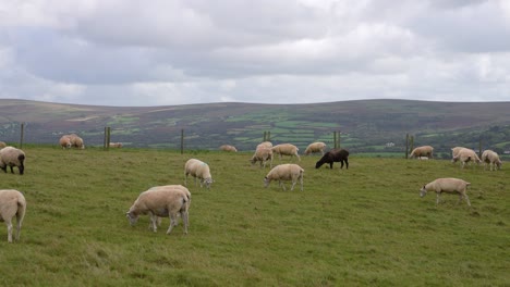 Sheeps-Grazing-in-Green-Pasture-of-Dinas-Island,-Wales-UK