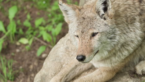 Nahaufnahme-Eines-Kojotewolf-Wildhundes,-Der-Auf-Einem-Felsen-Im-Wald-Ruht