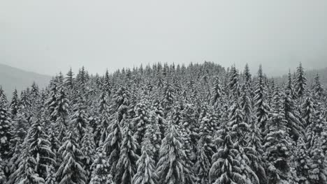Schneebedeckte-Kiefern-Im-Winter-Mit-Dem-Zugefrorenen-See-In-Idaho,-USA