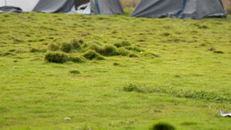 Garten-Grünes-Gras-Nahaufnahme