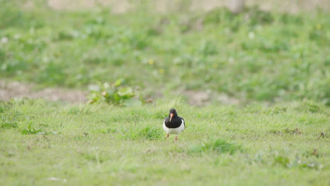 Pájaro-Ostrero-Pastando-En-Prados-Verdes,-Picoteando-El-Suelo