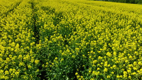 Aerial-shot-of-a-vast-rapeseed-field-in-full-bloom,-creating-a-sea-of-yellow-flowers