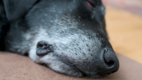 Mund-Und-Nase-Eines-Schläfrigen-älteren-Schwarzen-Hundes,-Der-Auf-Dem-Boden-Liegt