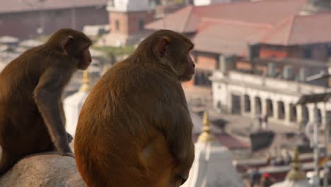 Monkeys-looking-down-towards-the-Bagmati-River-and-Temple,-Pashupatinath,-Kathmandu,-Nepal