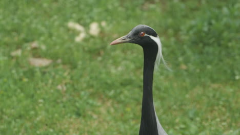 Elegante-Pájaro-Grúa-Demoiselle-En-Una-Hierba-Verde