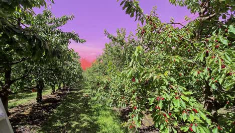 Spaziergang-Durch-Einen-Kirschgarten-Mit-Rosa-Vogelnestern-Am-Himmel