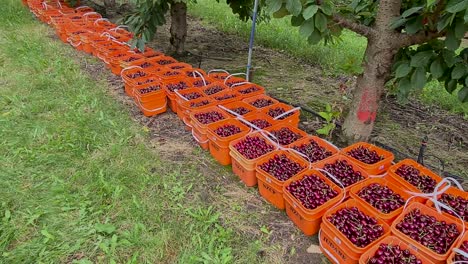 Deliciosas-Cerezas-Recogidas-De-Los-árboles-Y-Colocadas-En-Cubos-En-Una-Granja-De-Cerezos---Cromwell,-Nueva-Zelanda