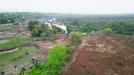 Badlapur,-Maharashtra,-Barvi-Fluss,-Drohnenaufnahme,-Tiere-Am-Sonnigen-Tag,-Die-Gras-Fressen