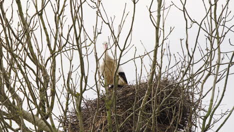 Weißstorch-Putzt-Sein-Gefieder-Im-Vogelnest-In-Der-Krone-Eines-Kahlen-Baumes