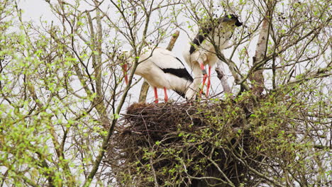 Weißstorchpaar-Baut-Nest-In-Baumkrone-Mit-Sprießenden-Blättern