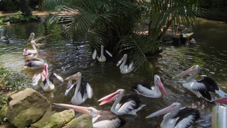 A-flock-of-Australian-pelicans-eagerly-awaiting-food-with-mouths-agape-in-a-small-pond