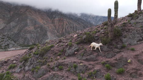 Rebaño-De-Cabras-En-El-árido-Paisaje-Montañoso-Del-Noreste-Argentino,-Provincia-De-Jujuy