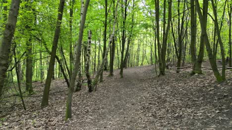 Caminar-Por-Un-Tranquilo-Bosque-Verde-Durante-Un-Hermoso-Día-De-Verano-Con-Exuberante-Vegetación,-Hierba-Y-árboles