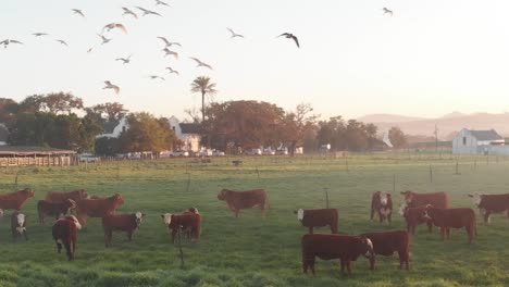 La-Toma-Inversa-De-Un-Dron-Muestra-Una-Granja-De-Vacas-Con-Vacas-Pastando