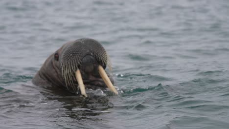 Walrus-Swimming-in-Cold-Sea-Water,-Close-Up,-Slow-Motion