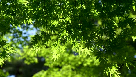 Beautifully-shaded-green-tree-slowly-waving-against-green-background