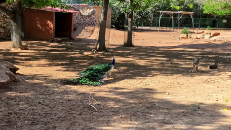 Shot-of-a-blue-peacock-fanning-it's-tail-on-dry-soil-in-Attica-zoological-park,-Athens,-Greece-on-a-sunny-day