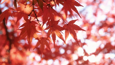 Close-up-of-autumn-colorful-leaves-blowing-by-the-wind