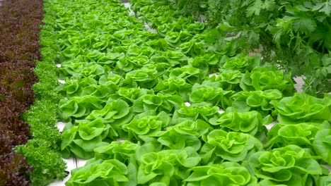Green-leafy-Lettuce-plants-in-an-Hydroponic-growing-setting