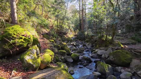 Arroyo-Tranquilo-En-Un-Bosque-De-Otoño-Con-El-Sol-Brillando-A-Través-Del-Bosque