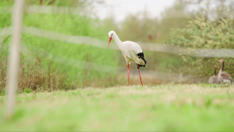 White-stork-standing-on-grassy-slope-in-wildlife-exhibit-with-geese