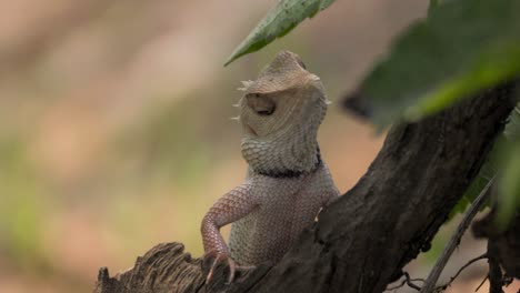 Lagarto-De-Jardín-Indio-Mirando-Vista-De-Cerca