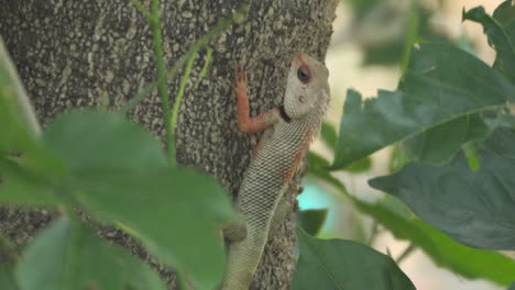 Indische-Garteneidechse-Auf-Baum