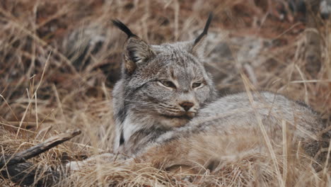 Closeup-Of-Canada-Lynx-Lying-On-Dry-Grass-In-Yukon,-Canada
