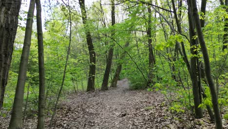 Walking-peaceful-green-forest-during-a-beautiful-summer-day-with-lush-greenery,-grass,-and-trees