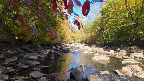 Calming-river-in-autumn-forest-with-red-leaves-and-orange-leaves-and-stones-located-in-the-peaceful-river