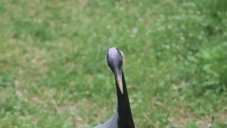 Close-up-Portrait-Of-A-Demoiselle-Crane--Bird.
