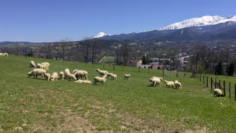 Shepherd-dog-sleeping-when-guarding-herd-of-sheep-in-Zakopane,-High-Tatras