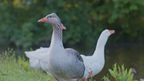 a-grey-goose-and-white-geese-birds-animals-in-natural-environment-in-wildlife-cinematic-style