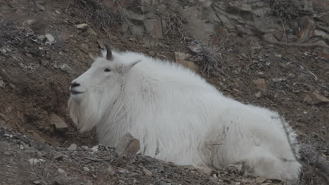 Mountain-Goat-Resting-In-Yukon,-Canada---Close-Up-Shot