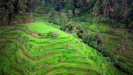 Aerial-orbit-around-terraced-rice-fields-of-Ubud-Bali-built-up-on-hillside