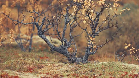 Verdrehte-Und-Knorrige-Zweige-Der-Zwergbirke-Sind-Mit-Winzigen-Gelben-Blättern-Bedeckt