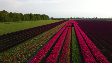 Icónicos-Campos-De-Flores-En-Flor-De-Los-Países-Bajos,-Vista-Aérea-De-Drones