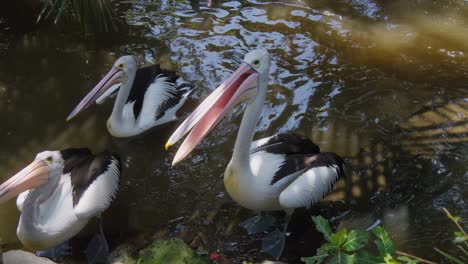 An-Australian-pelican-stands-at-the-edge-of-a-pond-with-its-beak-wide-open,-eagerly-awaiting-food