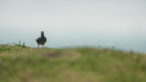 Wandering-tattler-or-ulili-bird-stakes-out-territory-walking-along-grassy-hillside