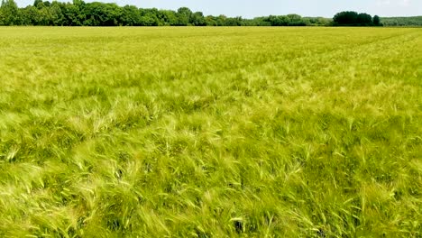 Stunning-view-across-an-expanse-of-wheat,-sunny-day