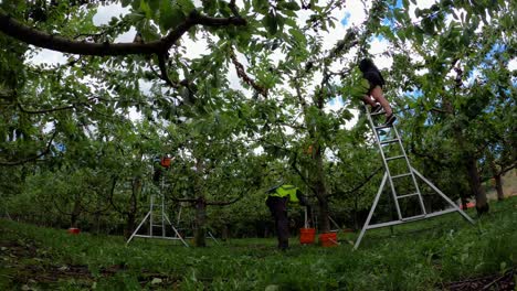 Arbeiter-Ernten-An-Sonnigen-Tagen-Rote-Kirschen-Von-Bäumen-Im-Obstgarten