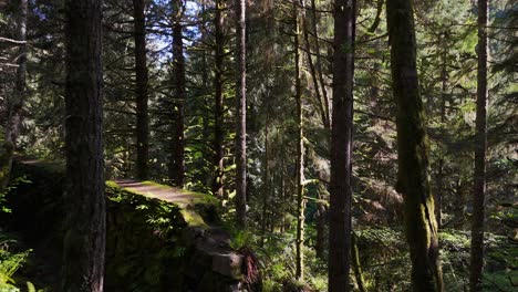 Smooth-shot-through-dense-greenery-lush-forest-in-Carbonado,-Washington-State